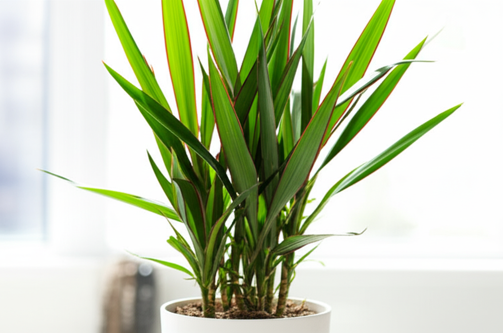Generate a high-quality, relevant image prompt for an article about: Are Dracaena Plant Air Purifier