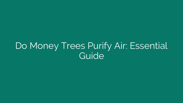 Do Money Trees Purify Air: Essential Guide