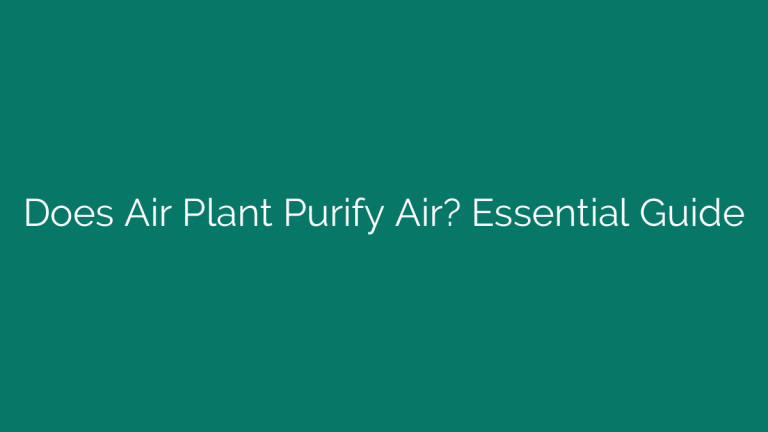 Does Air Plant Purify Air? Essential Guide